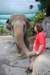 elephant22ndjanuary2011194_small.jpg