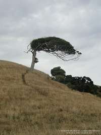 Xavereen Tree NA - XENA FILM LOCATIONS - THE TREE